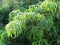 white sapote